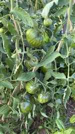 IMG_6640.jpeg