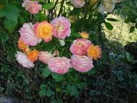 DSC03093.webp