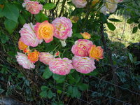 DSC03093.JPG
