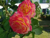 DSC03094.webp
