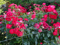 DSC03095.JPG