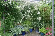 Rosenlaube  2423.webp