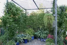 Rosenlaube  2523.webp