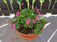 IMG_20230715_093548.webp