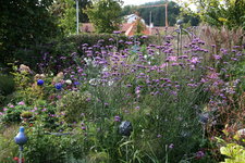Verbena bonariensis0121.JPG