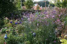Verbena bonariensis0121.webp