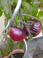 IMG_20230715_175459.webp