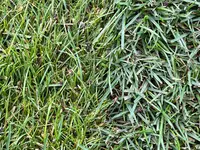 gras_unterschied.webp