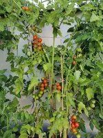 IMG_20230715_190137.webp