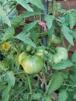 IMG_20230715_190431.webp