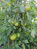 IMG_20230715_190406.webp