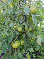 IMG_20230715_190406.jpg