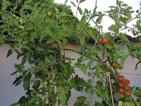 IMG_20230715_190525.webp