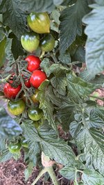 IMG_6668.jpeg