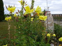 DSC03103.JPG