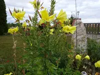 DSC03103.webp