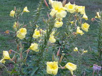 DSC03105.JPG