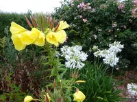 DSC03107.webp