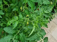 20230716_090218.webp
