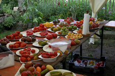 Irinas Tomatenfest1007.jpg