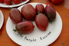 Irinas Tomatenfest1107.webp