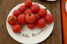 Irinas Tomatenfest1907.webp