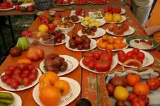 Irinas Tomatenfesta0507a.webp