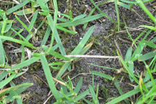 Wiesenrispe 20160507.jpg