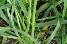Weidelgras 20230409.jpg