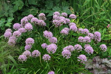 Allium angulosum 0121.JPG