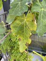 IMG_9683.jpeg