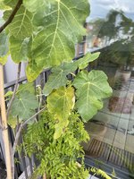 IMG_9682.jpeg