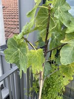 IMG_9681.jpeg