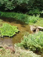 Teichmönch.webp