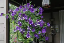 Terasse        4823.webp
