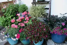 Terasse        5023.webp