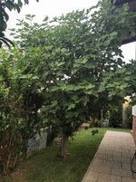 IMG_20230718_185917.jpg
