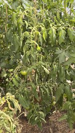 IMG_6739.jpeg