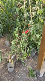IMG_6735.jpeg