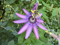 P1130982Passionsblume Stars of Clevedon.JPG