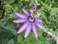 P1130982Passionsblume Stars of Clevedon.webp
