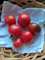 1689652044860.webp
