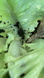 IMG_3215.jpeg