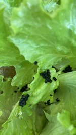 IMG_3214.jpeg