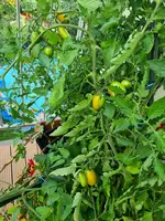 20230719_080405.webp