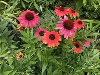 57440EAF-6D11-41D8-8612-CE657D79B74B.webp