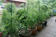 Juli    0523.webp