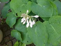 IMG_20230622_125431.jpg