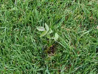 Walnuss im Rasen 20230615.webp
