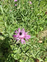 IMG_20230625_102632629_HDR.webp
